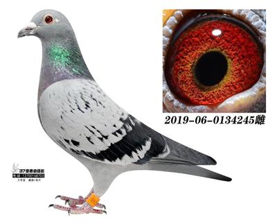 朱飛雄寻找温带鱼超級ξ73