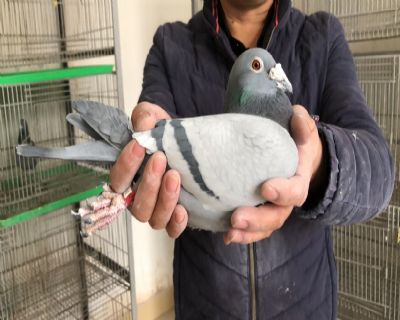 天体17-2025842 雄 兄妹接力赛阿波罗黄眼凡龙利蒙治