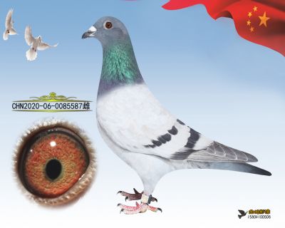 “Figo飞戈 王子号 小飞戈”587