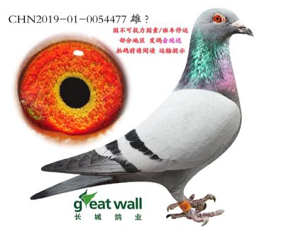 1.波品纳号孙代.0054477