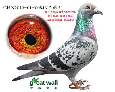 2.速霸龙血系.0054612