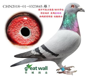 5.盖比闪电号回血.0323845