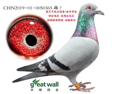 7.雪人5号子代.0050365