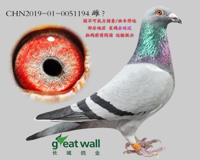 20.长城1号直女.0051194