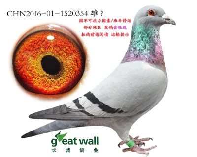 2.威廉外孙女.1520354