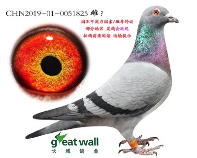 4.英格斯x奶酪血系.0051825