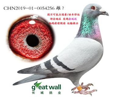 11.快闪闪电号子代.0054256