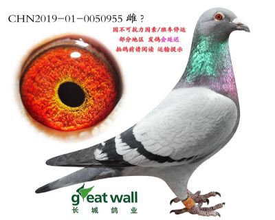 14.新年克拉克孙代.0050955