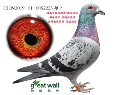13.新奶酪小子孙代.0052223