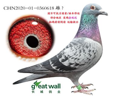 15.奶酪罗尼孙代.0360618