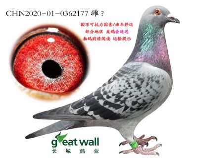 17.长城1号孙代.0362177