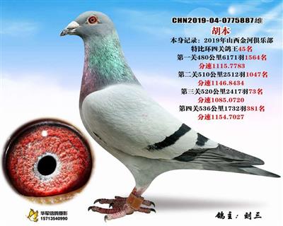 【超级胡本114极度回血】鸽王45名