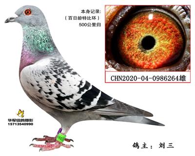 【胡本林波尔极度近亲】百日龄特比环归巢鸽