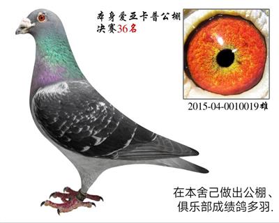 卡普36名