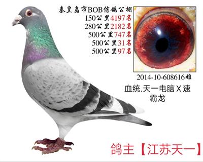 天一成绩鸽