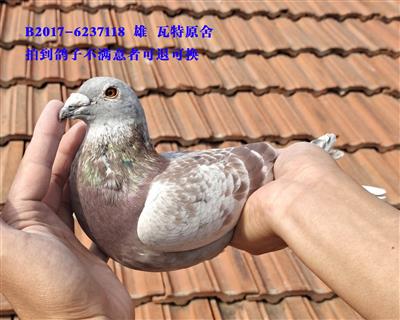 瓦特原舍种雄118