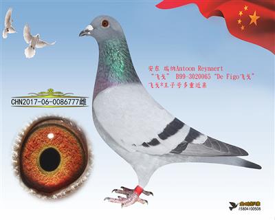 “Figo飞戈 王子号 小飞戈”777
