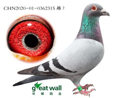 1.帽子戏法孙代.0362315