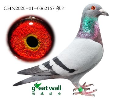 2.达达里昂孙代.0362167