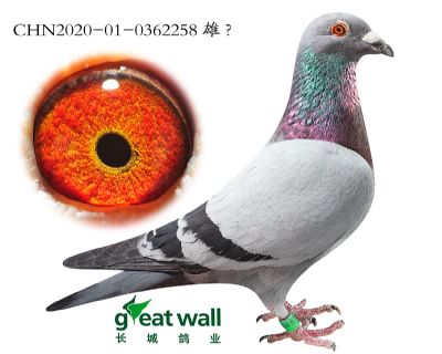 3.伯爵勇士子代.0362258