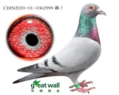 5.双鸽王子代.0362999