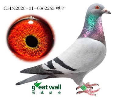 6.尼古拉斯孙代.0362265