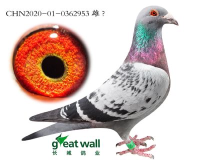 7.超级白孙代.0362953