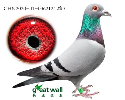 10.开创鸽王4名子代.0362124