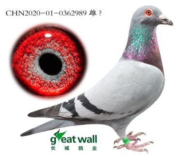 15.鲁道3333孙代.0362989