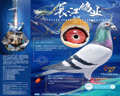 年輕潘特直子-“喬斯佛卡門”(64226羽全國總亞軍直子)