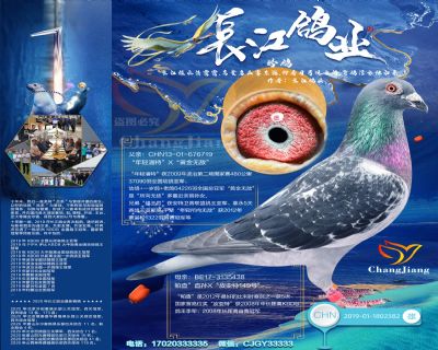 年輕潘特直孫-“喬斯佛卡門”(64226羽全國總亞軍直孫)