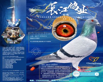 魯迪王子曾孫“吉諾克里克原舍作出”(曾祖父14575羽冠軍)