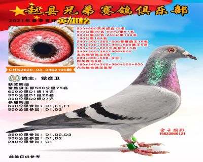 双关综合十名