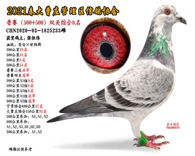 双关综合8名-