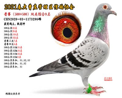 双关综合9名-