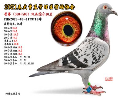 双关综合10名-