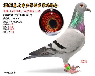 双关综合11名-