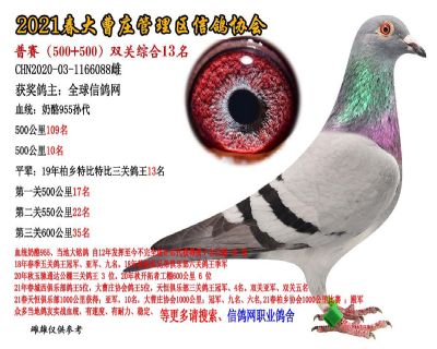 双关综合13名-