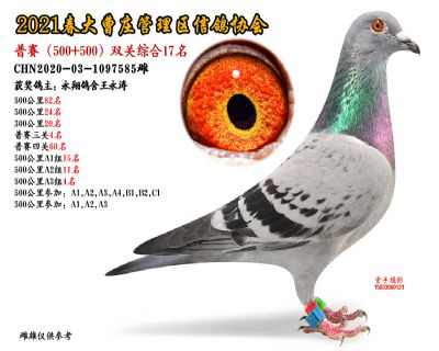双关综合17名-