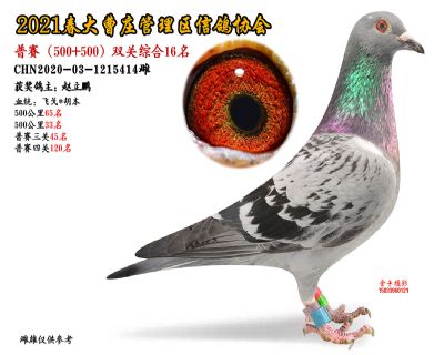 双关综合16名-