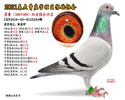 双关综合19名-