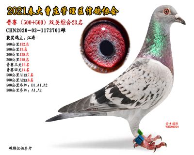 双关综合23名-