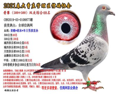 双关综合40名-