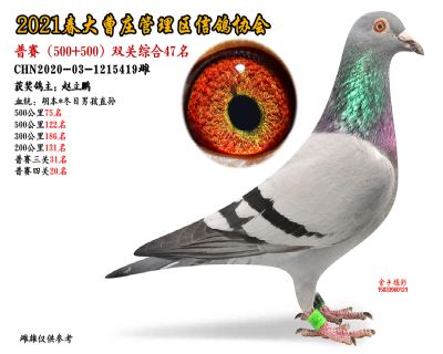 双关综合47名-