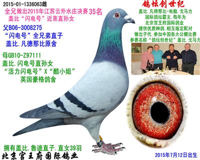 盖比闪电号直孙【多羽公棚获奖鸽的父亲】