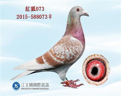 “红狐073”【雌】年轻红狐直孙女