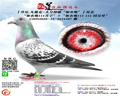 “加农炮111直子”ד加农炮111 1