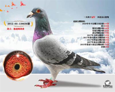 鸽王冠军