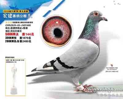 宏建144名