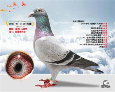 鸽王冠军幕利门